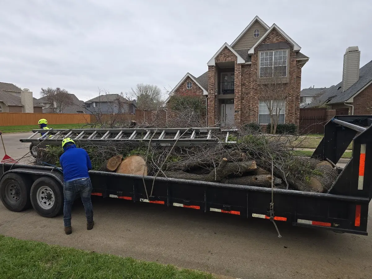 Expert Tree Pest Control with proper safety equipment in Garland